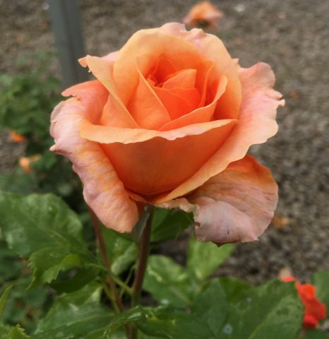 Tangerine Skies™ Arborose® Rose