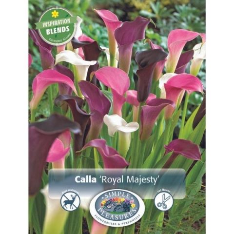 Royal Majesty Calla Lily Blend