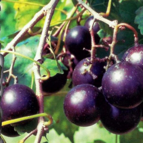 Southern Home Muscadine Hybrid Grape