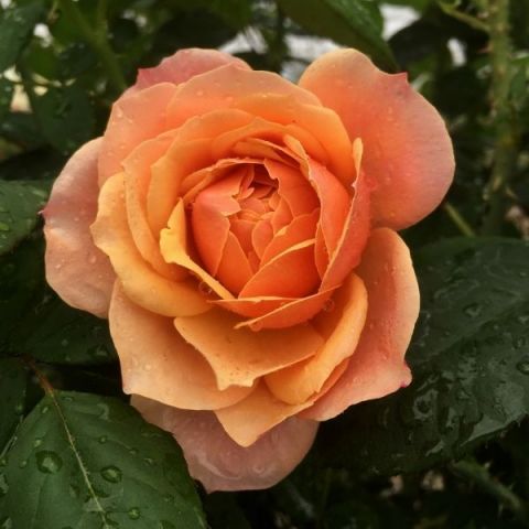 State of Grace™ Rose
