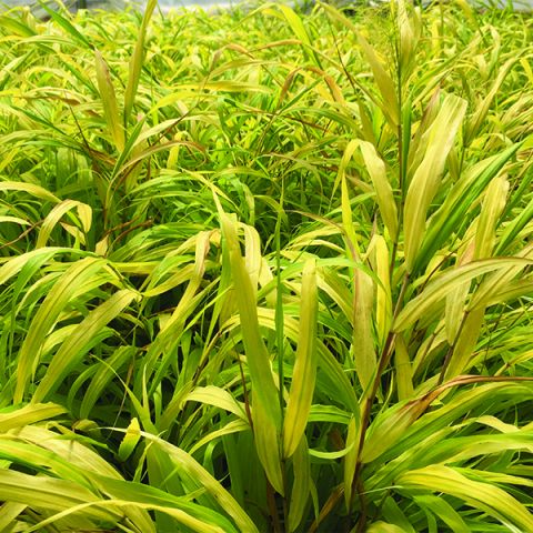 Sunflare™ Japanese Forest Grass