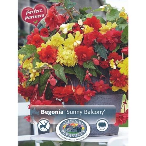 Sunny Balcony Begonia Mix of red and yellow