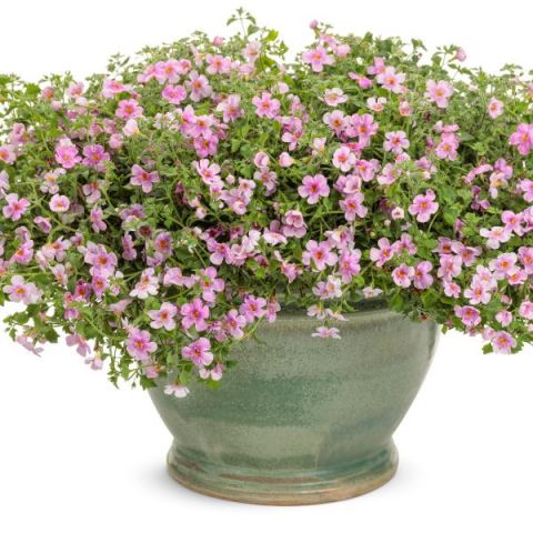 Snowstorm® Pink Bacopa