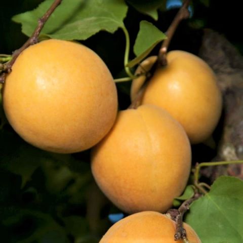 Tilton Apricot Tree