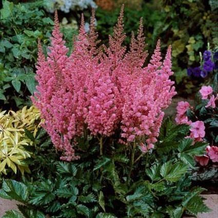 Visions in Pink Astilbe