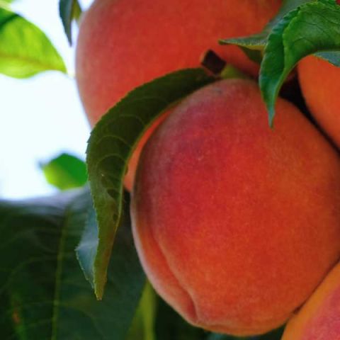 Vivid Peach Tree