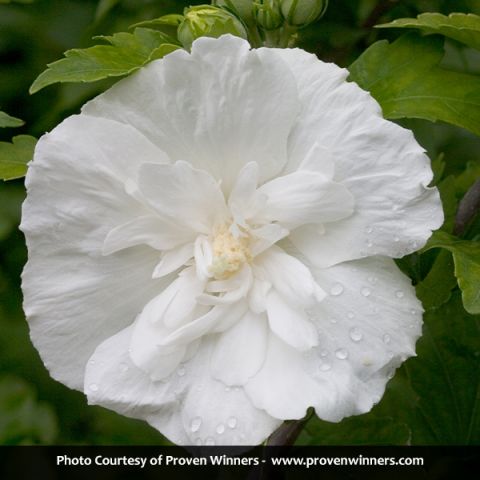 White Chiffon® Rose of Sharon Tree Form