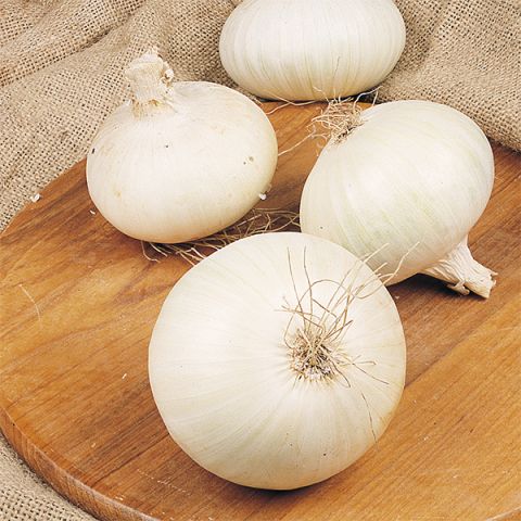 White Snowball Onion
