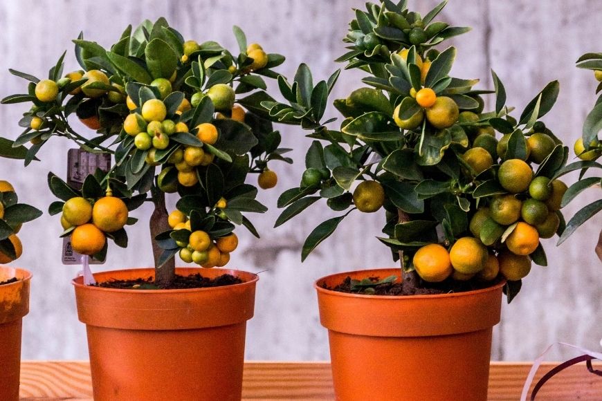 Fertilizing Your Citrus Tree