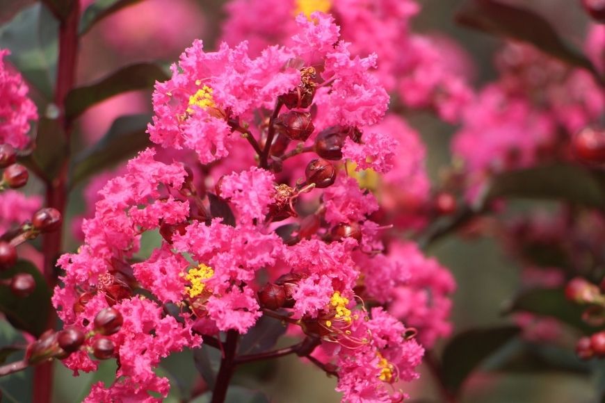 All About Crape Myrtles