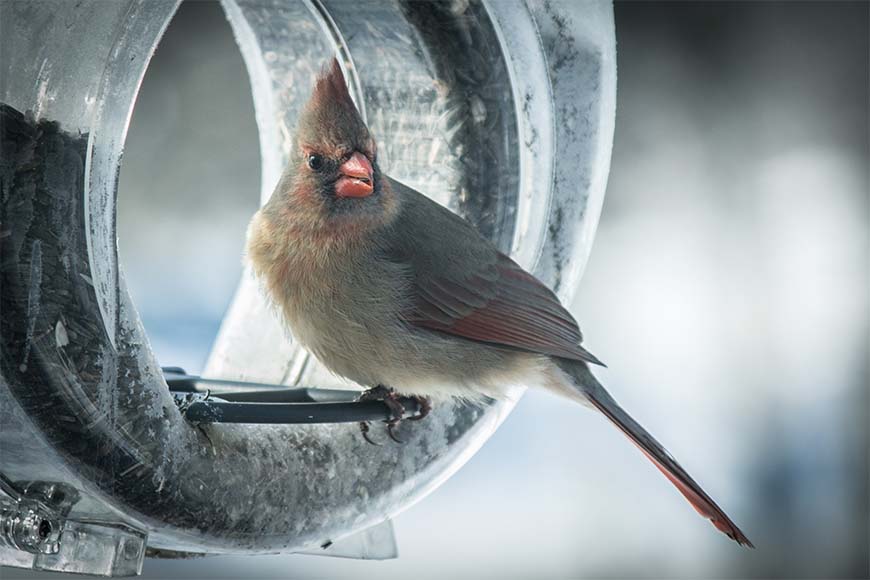 Attracting wild birds to your yard