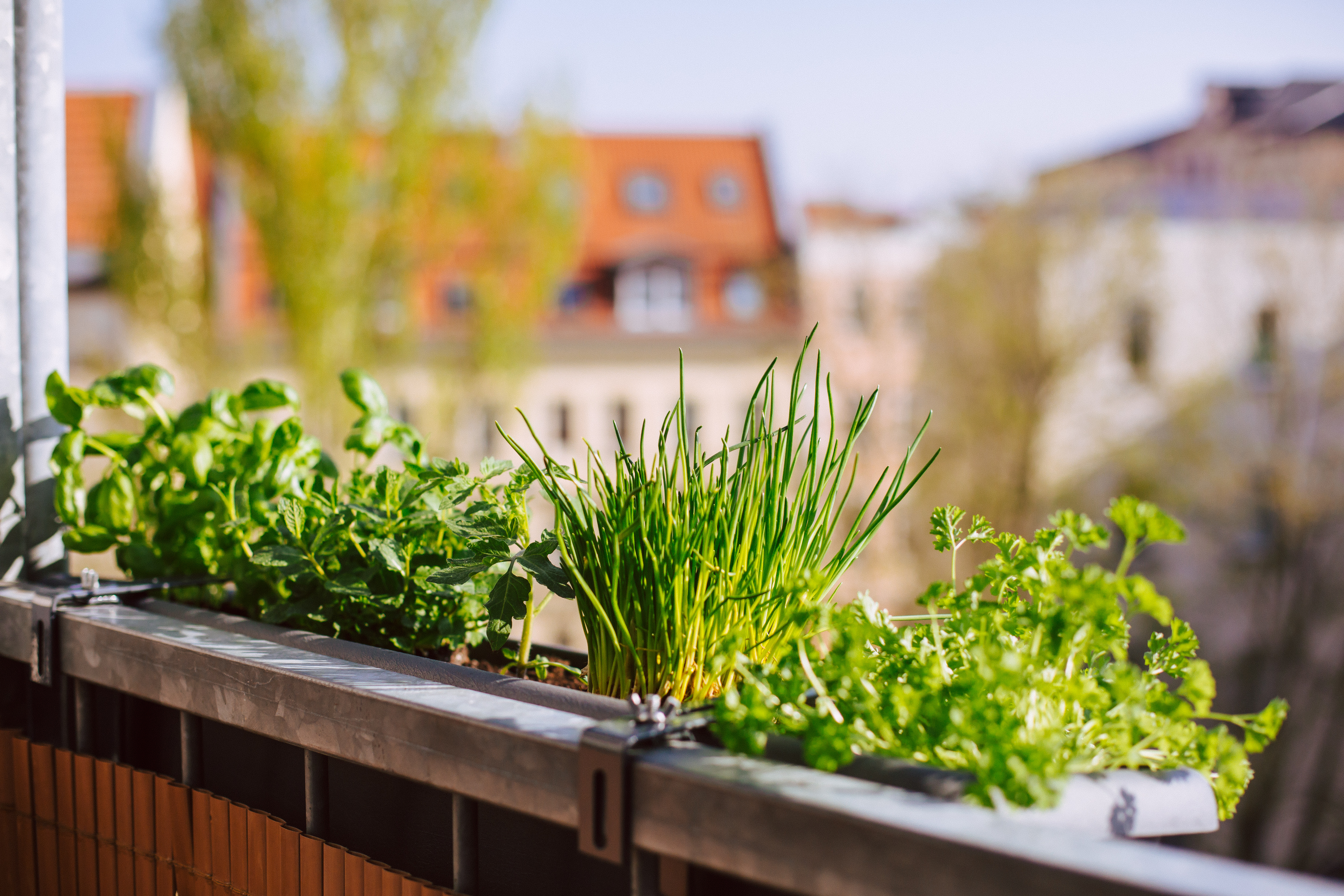 Grow your own fresh herbs year-round!