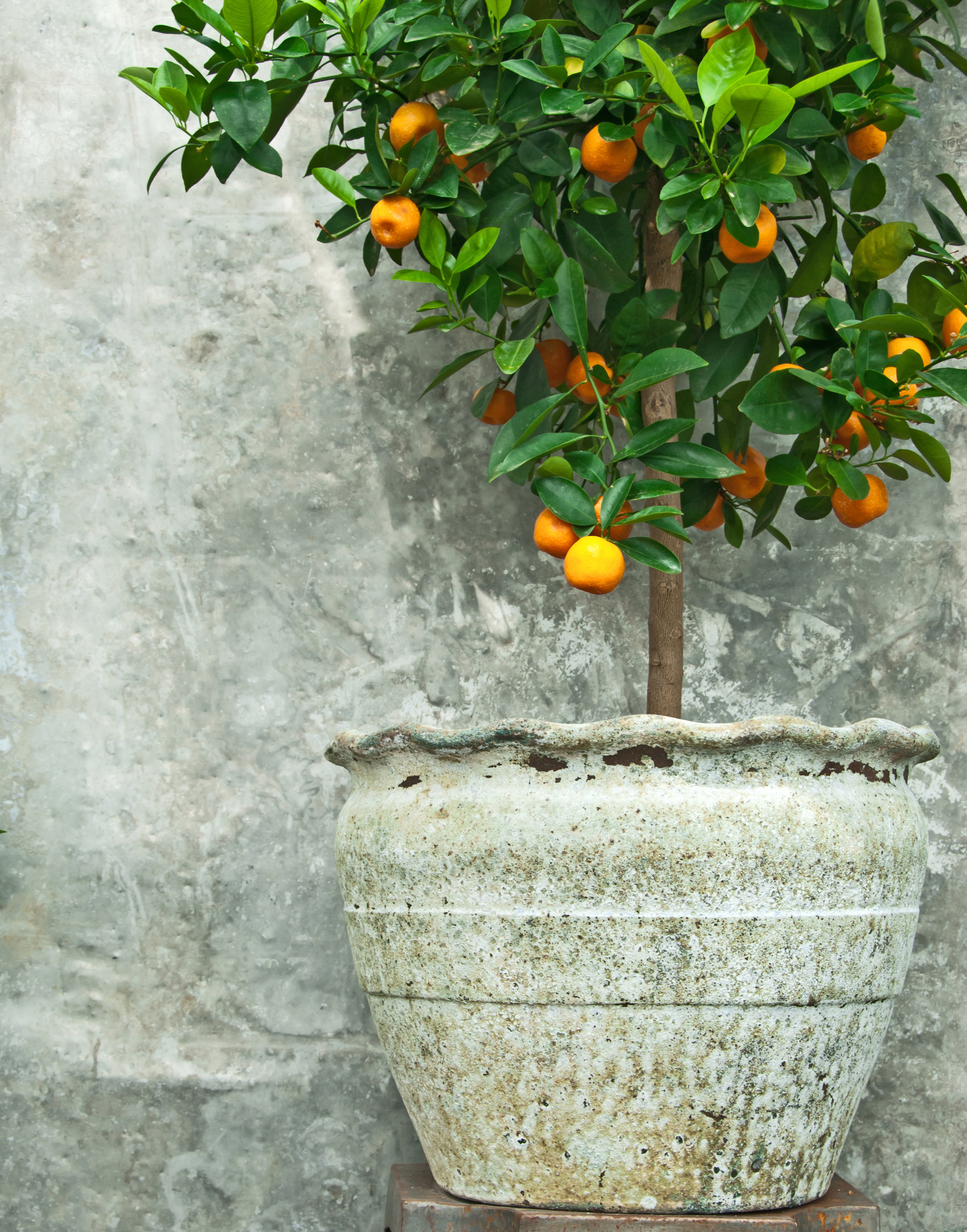 Citrus trees: a great indoor or patio addition. 