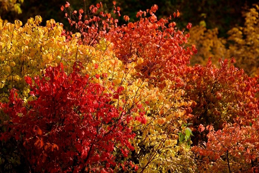 Top 5 Shrubs for Fall Color