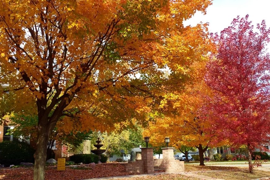 Top 5 Trees for Fall Color