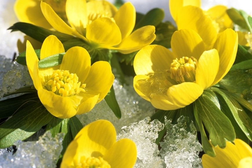 4 Best Winter-Blooming Flowers for Your Garden