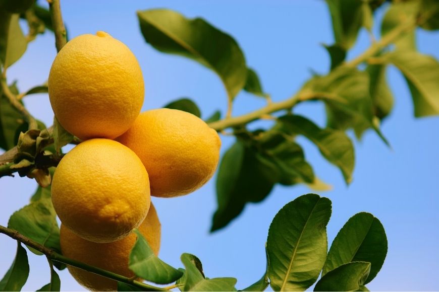 You've bought a lemon tree. What now?