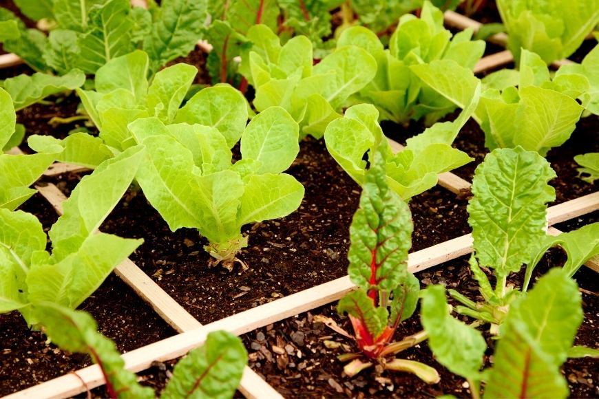 Square Foot Gardening: A Beginner’s Guide