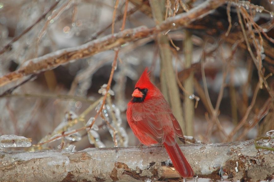 How To Provide Winter Food & Water for Birds