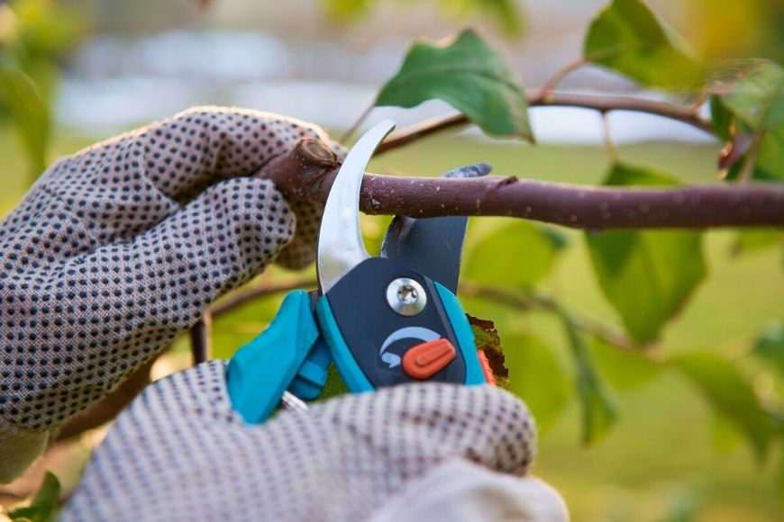 Winter Pruning: Why, Which, and How?