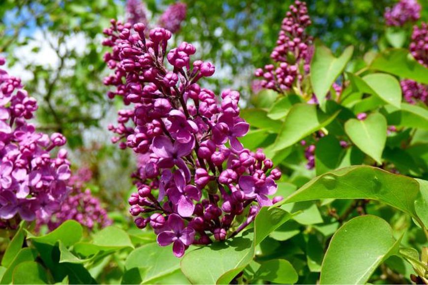 Lilacs and You: Planting and Care