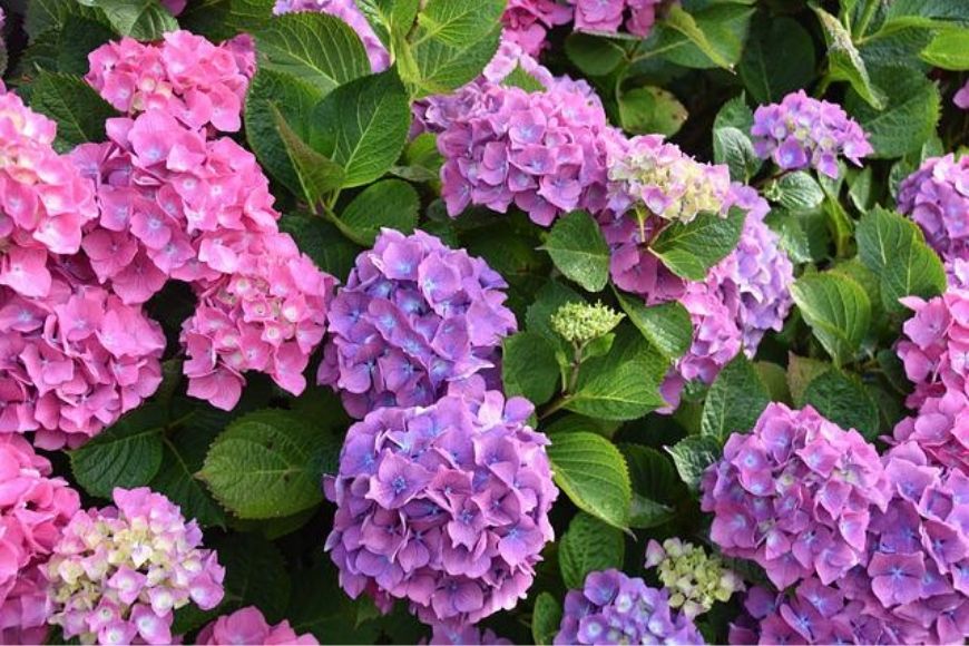 The Complete Guide to Hydrangeas
