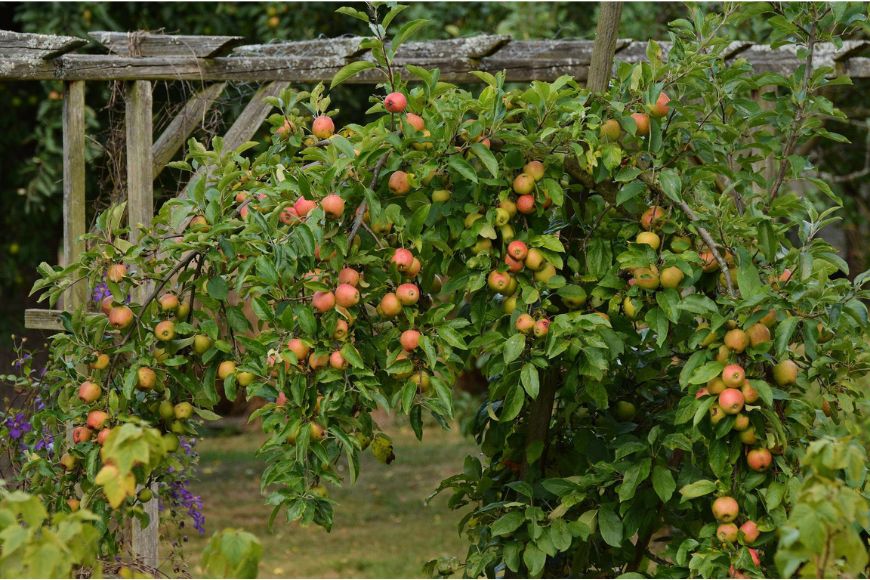 The 7 Best Fruit Trees for Small Spaces